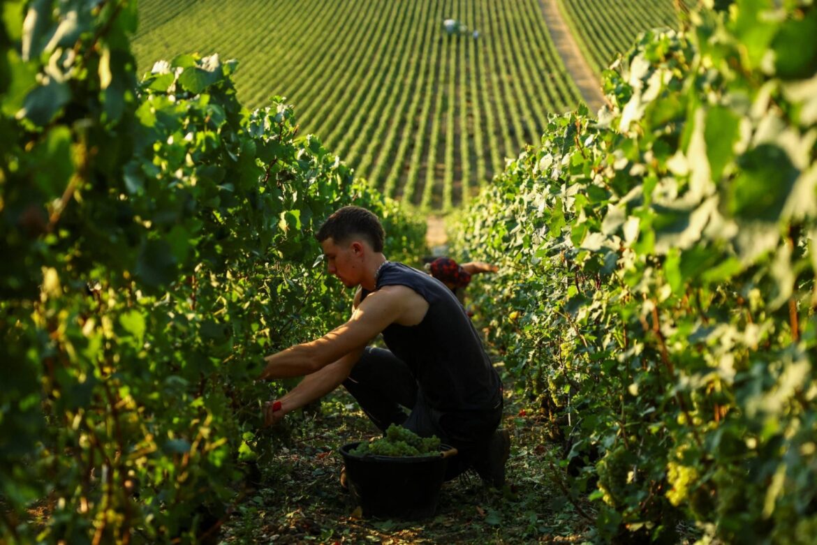 Record-early champagne harvest highlights climate change impact on French vineyards