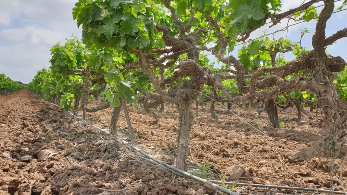 Carmel Winery blends Israeli wine history and innovation The Jerusalem Post - Israel News