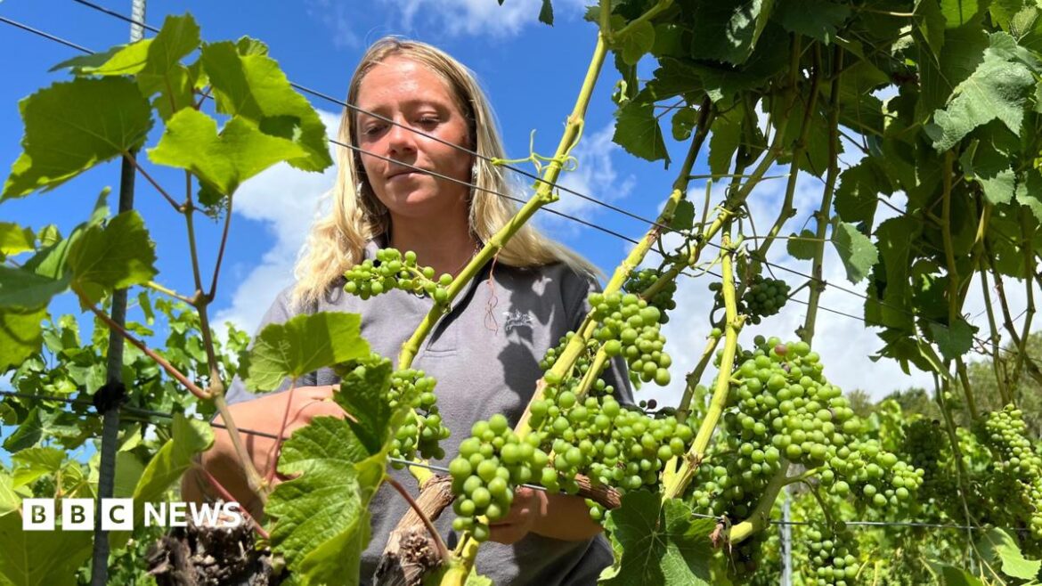 English winemakers prosper but veg farms wilt in the drought Christopher Wright and Karl Schwalbe