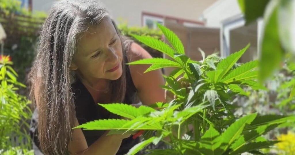 Bay Area woman learns to grow cannabis plants. Now, she’s dispensing recipes. Bay Area woman learns to grow cannabis plants. Now, she's dispensing recipes.