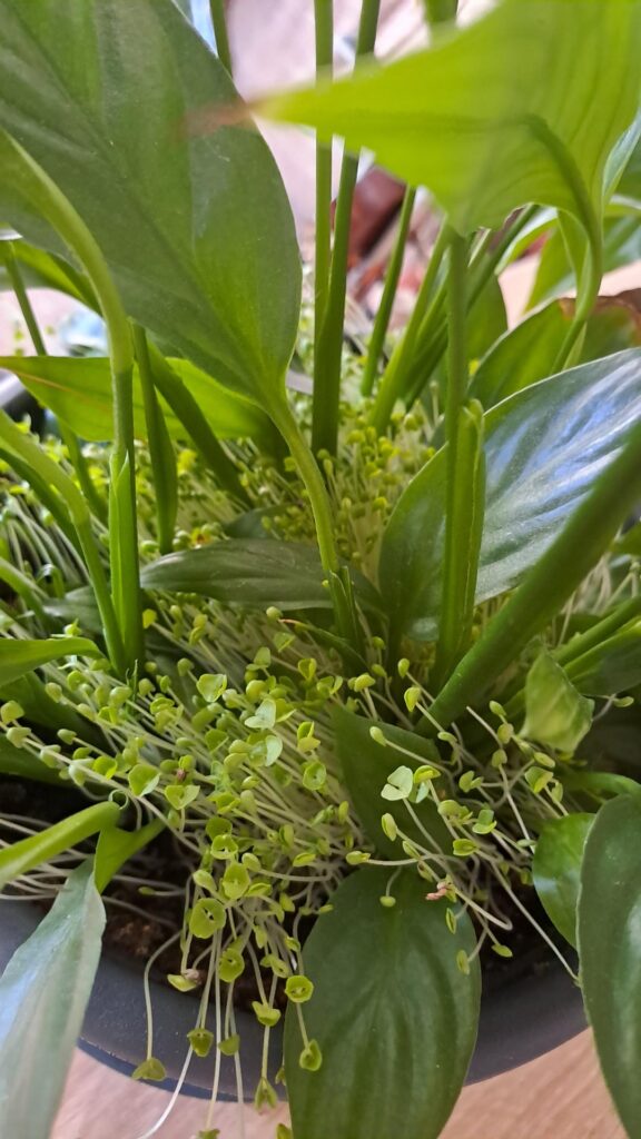 Chia seed creepers update Chia seed creepers update