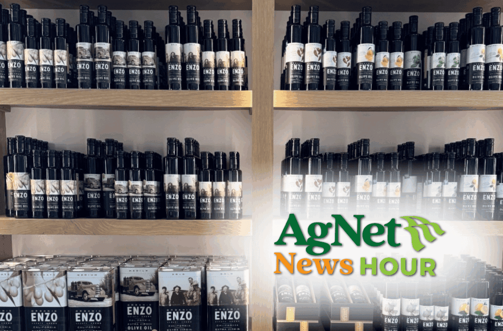 Enzo Olive Oil