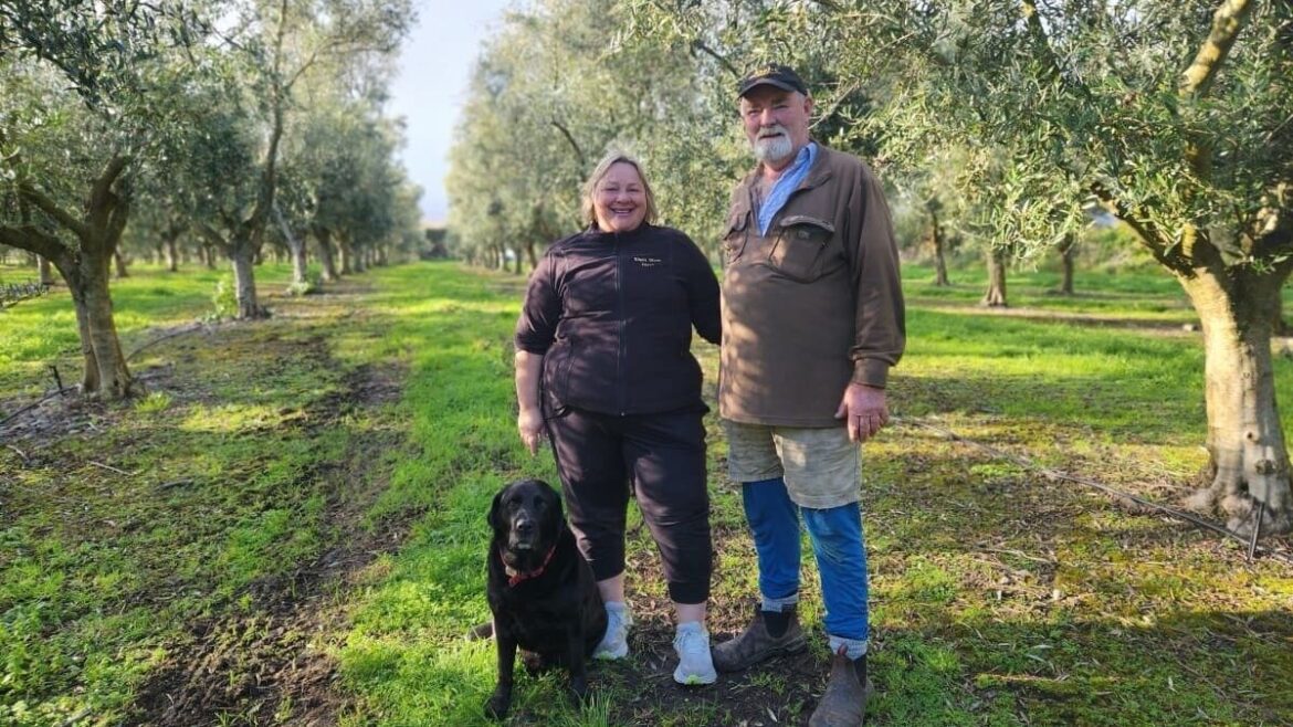 Ōtaki couple swap sheep and beef farming for olive oil business
