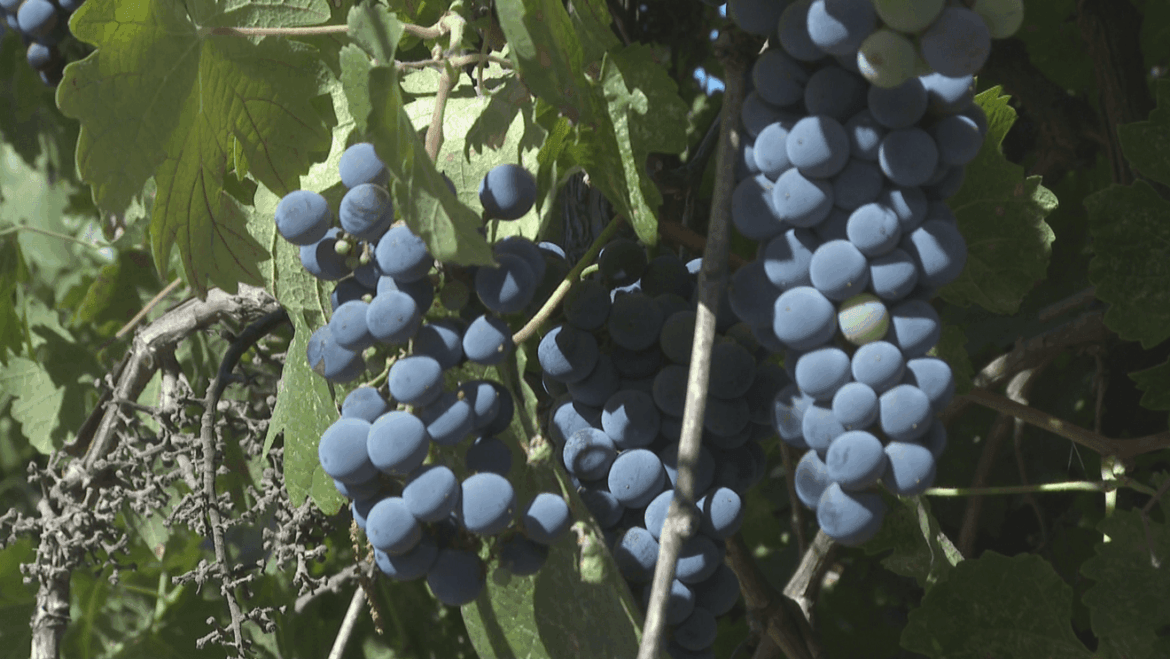 California wineries fight to stay afloat amidst declining sales station icon
