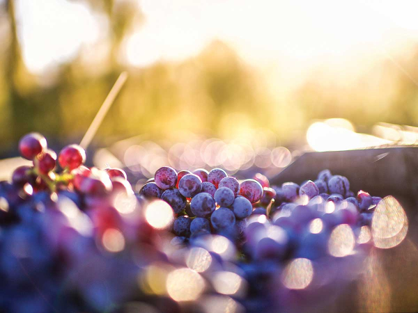 Editorial: Celebrating New Zealand Wine’s 2026 Fellows Editorial: Celebrating New Zealand Wine's 2026 Fellows