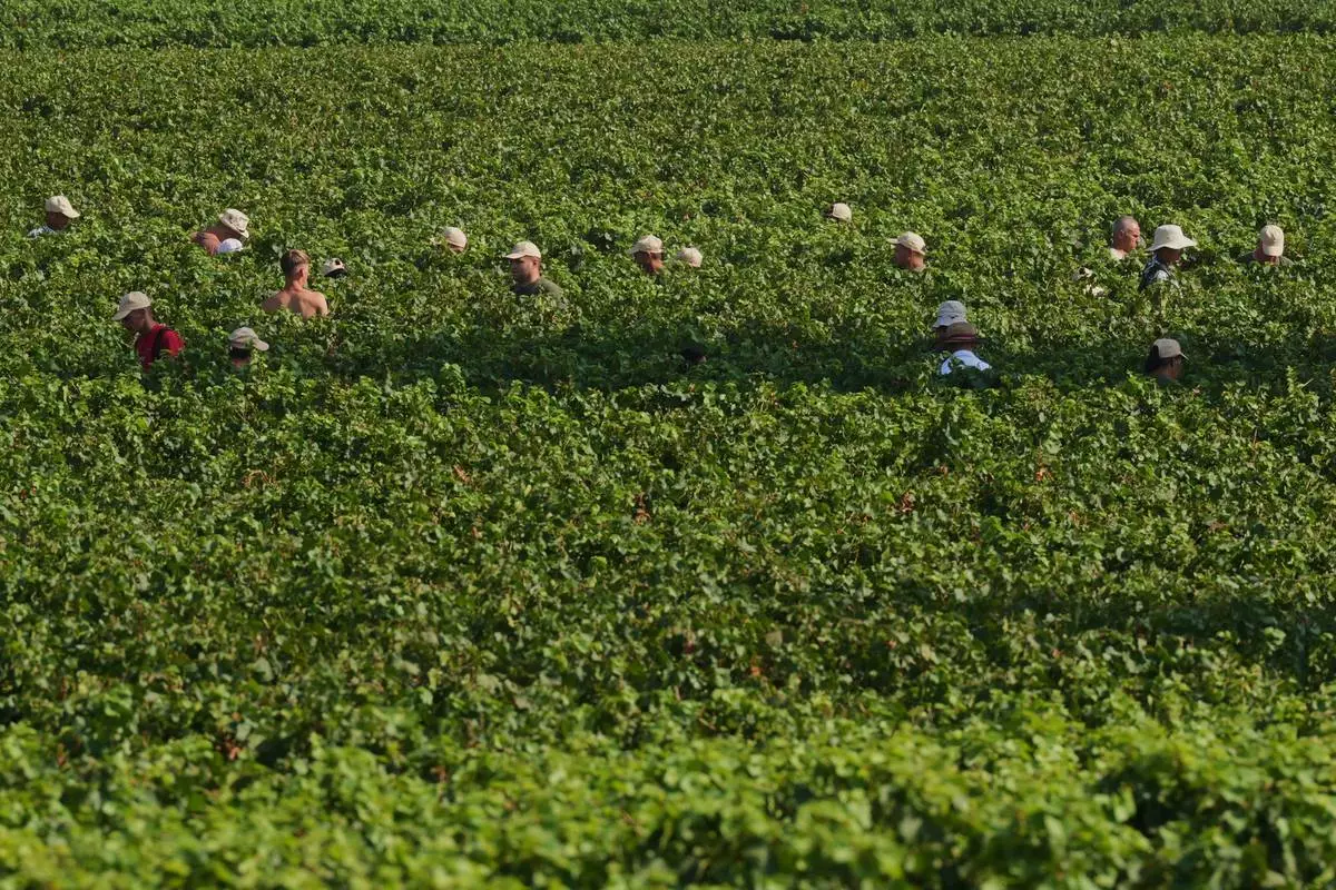 Workers pick wine grapes during the harvest in Corte Franca, northern Italy, Thursday, Aug. 6, 2026. (AP Photo/Antonio Calanni)