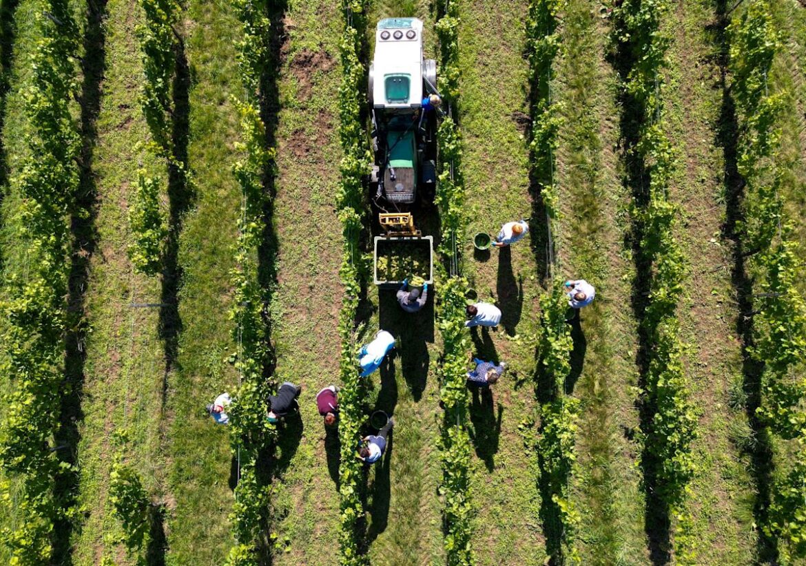 German grape harvest begins earlier than ever after hot summer German grape harvest begins earlier than ever after hot summer