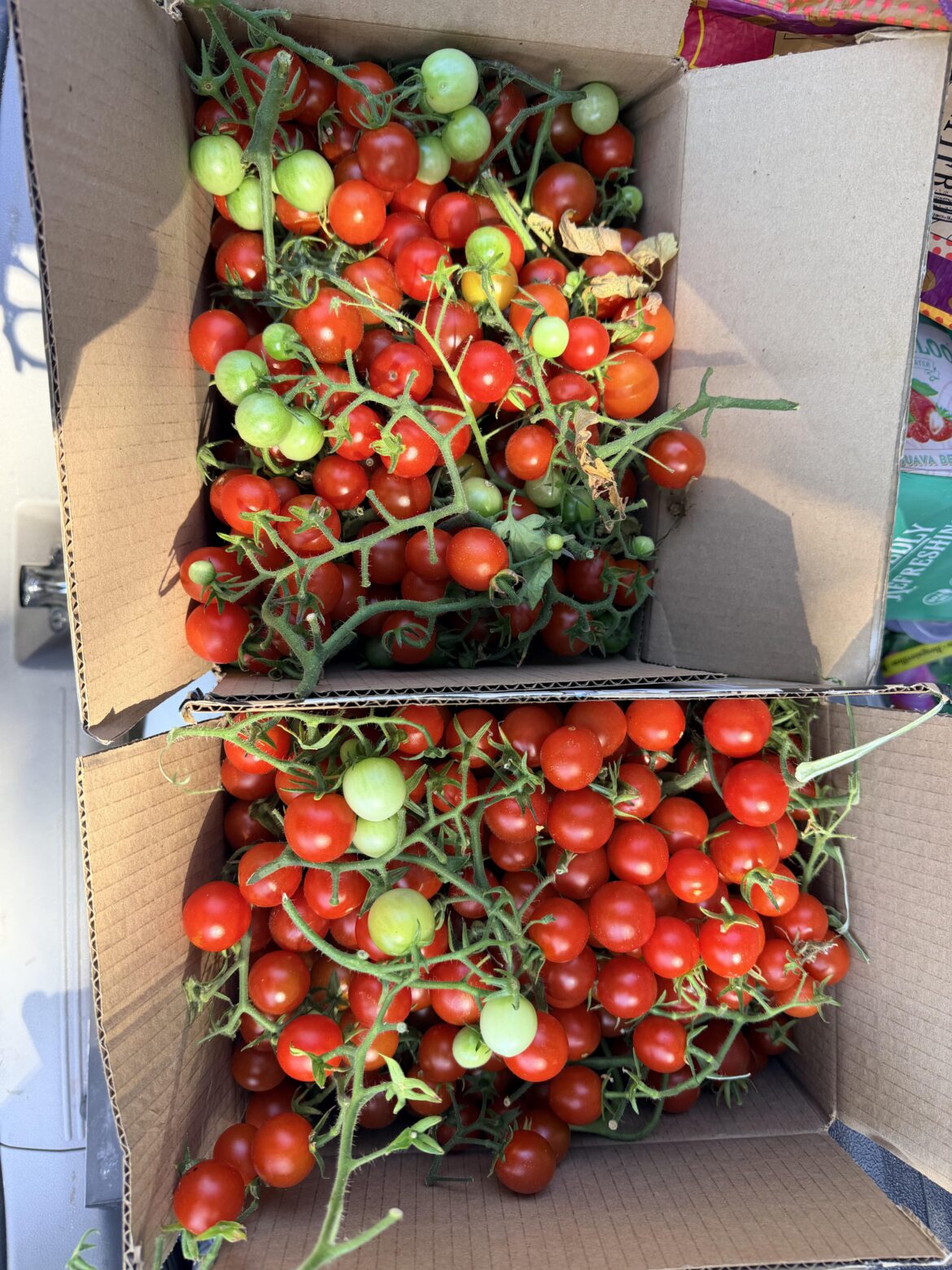 Only part of my cherry tomato harvest 😅