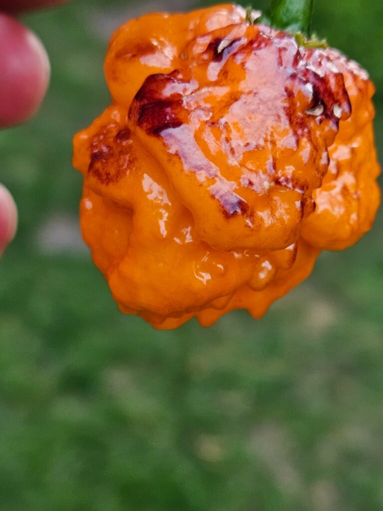 My first ripe Pockmark orange