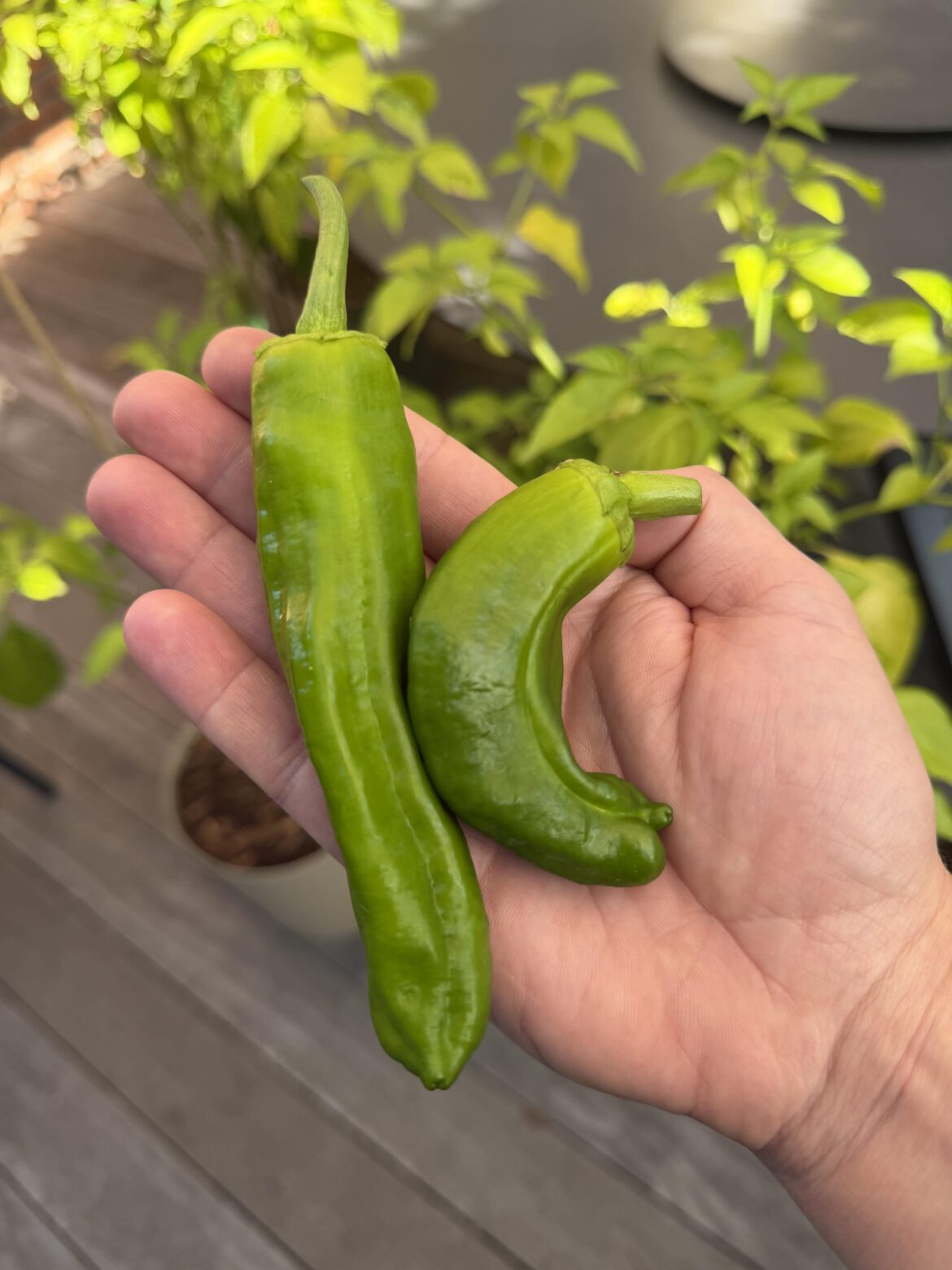 Harvest time