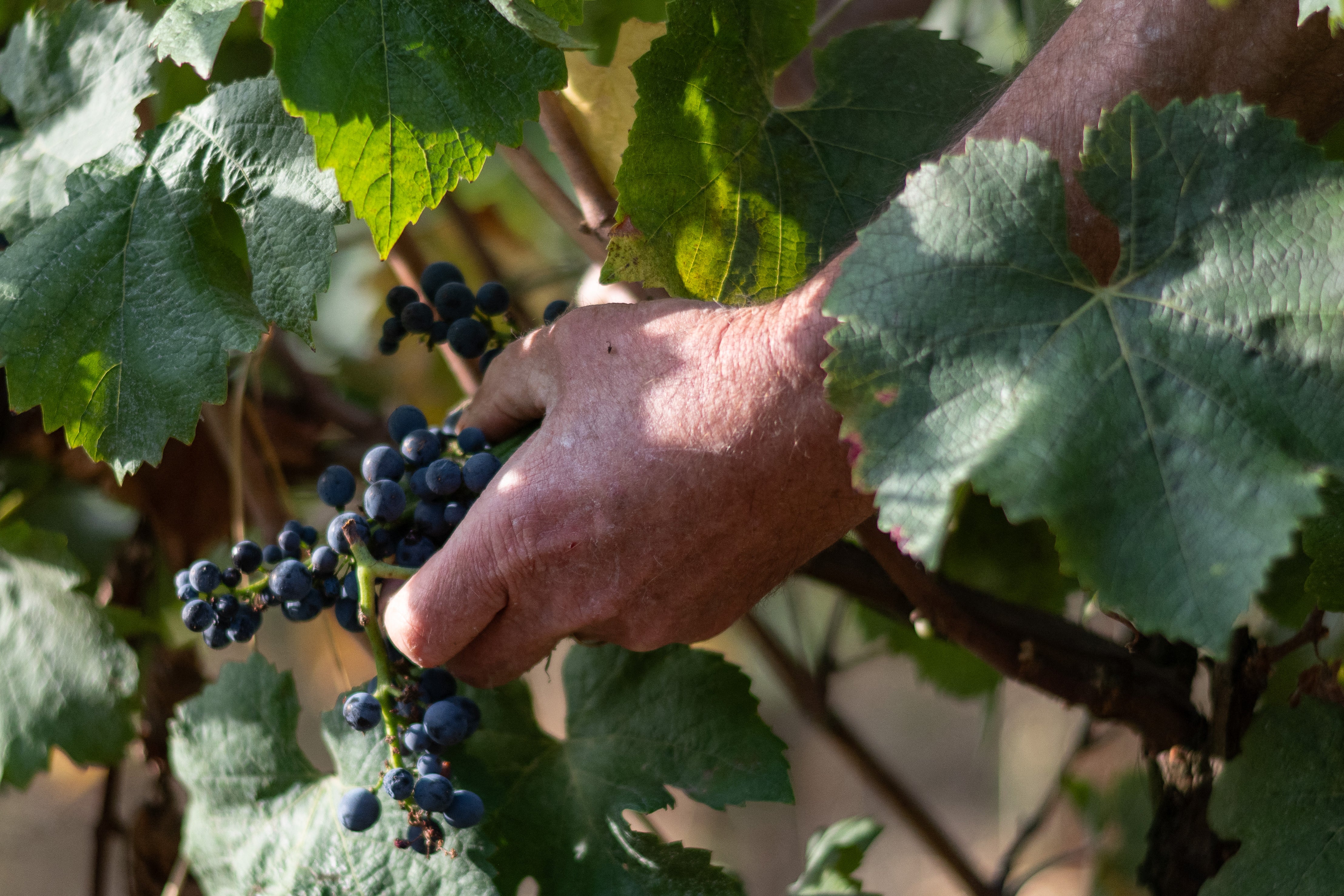A grape picker harvests grapes from the vines of Loïc and Marina Fourrure in Theix-Noyalo, near Vannes, western France.