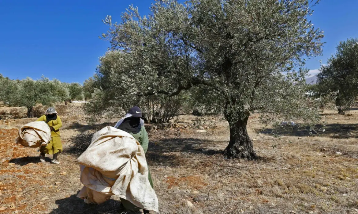 Pakistan planted 7.6 million olive trees across 60,456 acres in 2012-2026 — report Arab News PK
