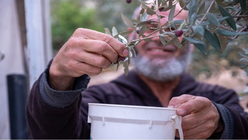 Olive Harvest Season to Begin Next Month… Olive Harvest Season to Begin Next Month...