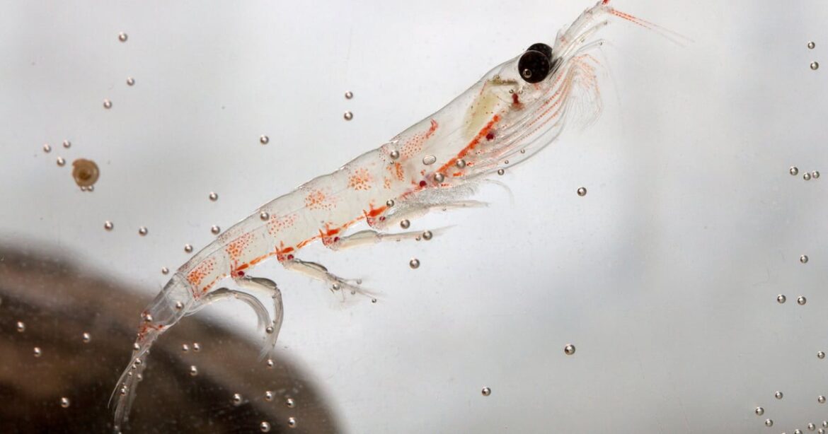 Krill oil removal in Aussie supermarkets a matter of environmental concerns or sales performance Krill oil removal in Aussie supermarkets a matter of environmental concerns or sales performance