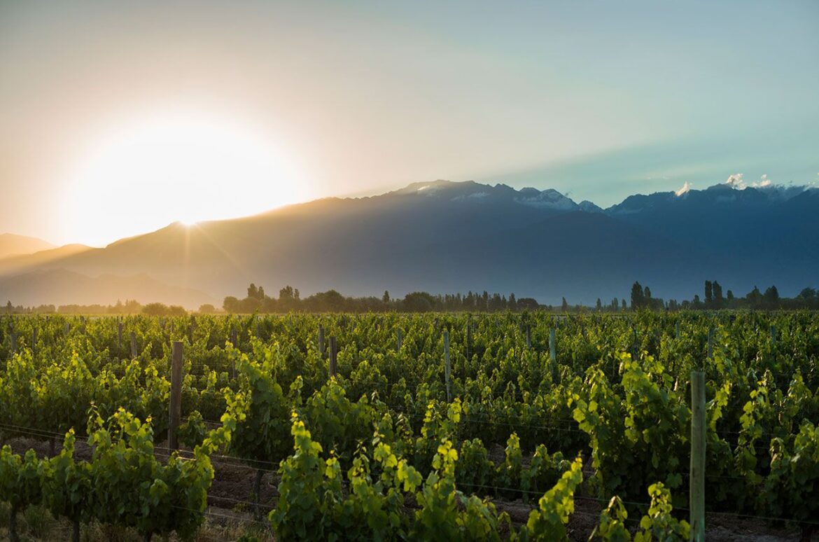 Vineyards, Andes in the Uco Valley, Mendoza.