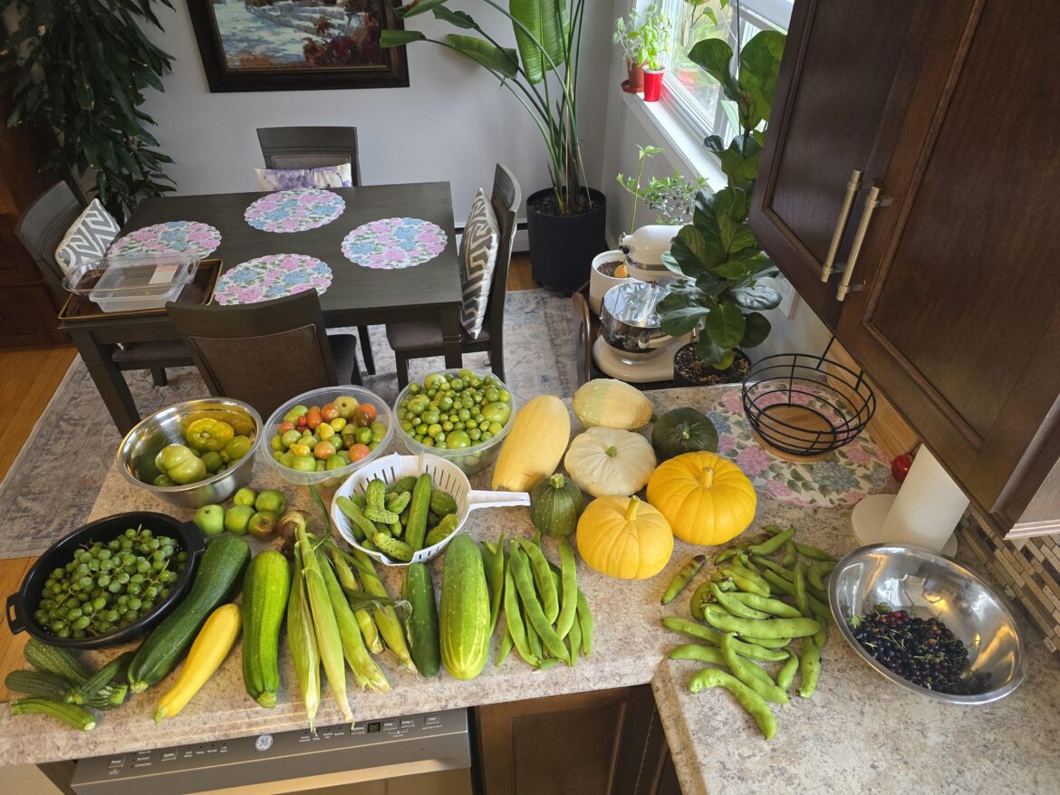 Most recent harvest after a wind storm destroyed the garden