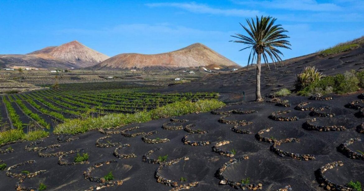 Two wines from Lanzarote win two gold medals in Frankfurt Two wines from Lanzarote win two gold medals in Frankfurt
