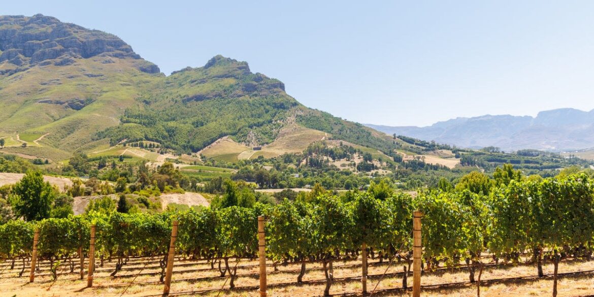 Summer Heatwaves Deal Devastating Blow To French Wine Summer Heatwaves Deal Devastating Blow To French Wine