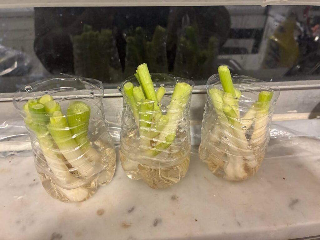 I really wanted to start indoor gardening. I figure I attempt to start with some remnants of green onions On Monday Morning
