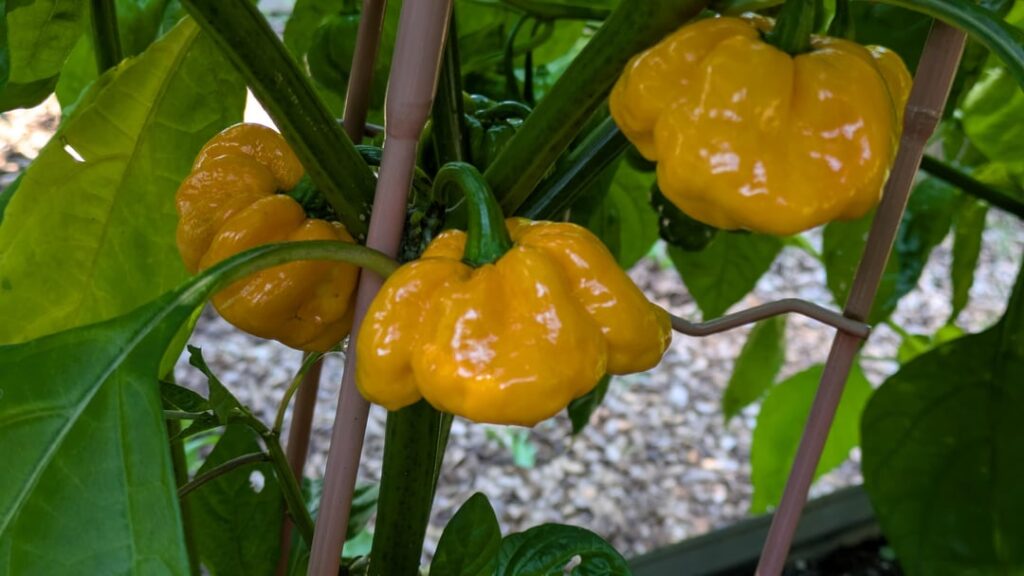 2026: true Scotch Bonnets and a good harvest