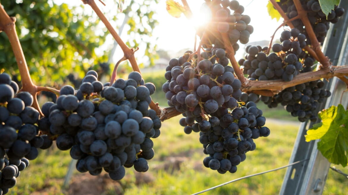 Phoenicians, not Romans, brought wine to Spain, ancient grape DNA shows Phoenicians, not Romans, brought wine to Spain, ancient grape DNA shows