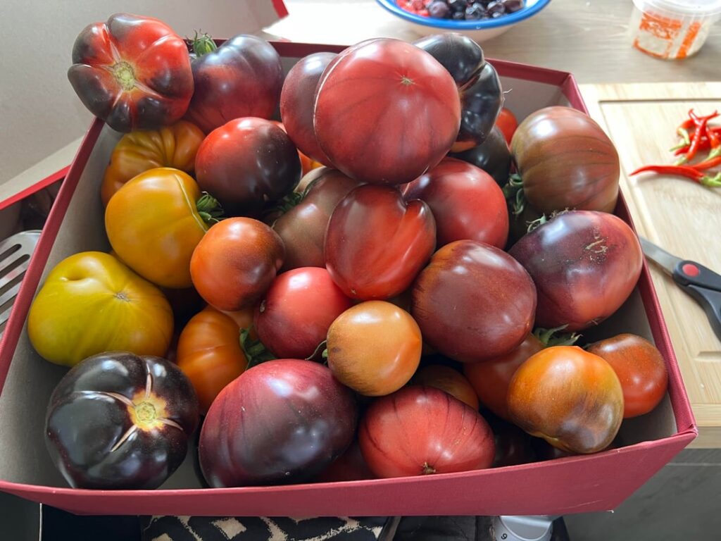 60+ KG from less than 30 plants
