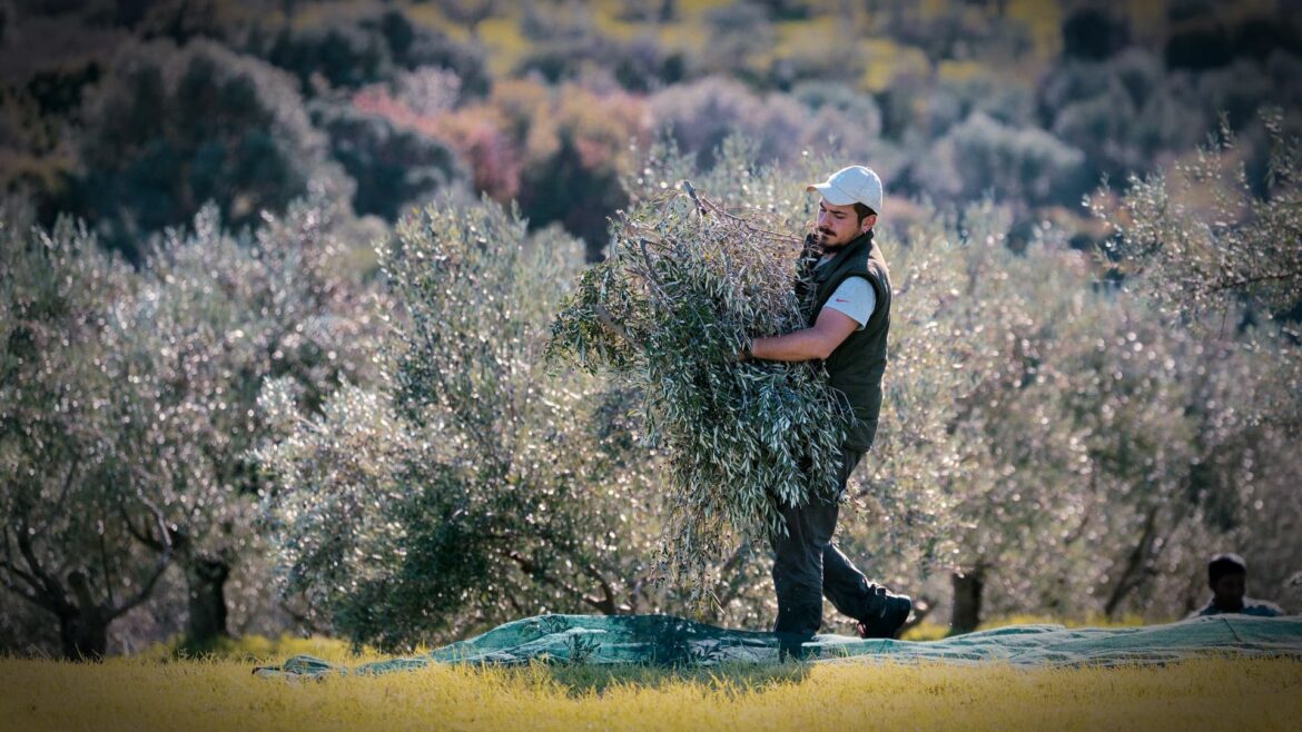 Greek Olive Oil Production Poised to Rebound as Low Prices Temper Optimism Greek Olive Oil Production Poised to Rebound as Low Prices Temper Optimism