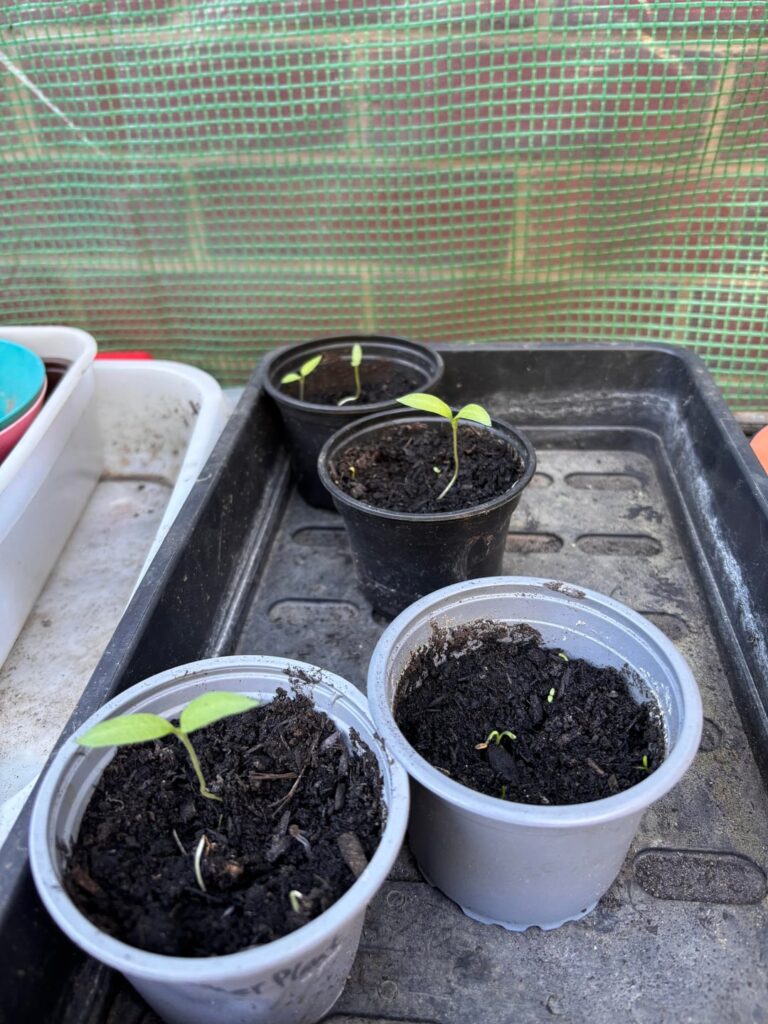 Aubergine Seedlings – what do I do now? Aubergine Seedlings - what do I do now?