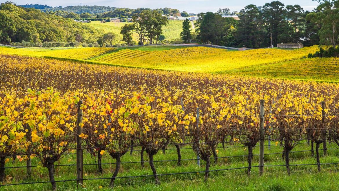 Australian Vintage to sell Nepenthe cellar door, vineyard Australian Vintage to sell Nepenthe cellar door, vineyard